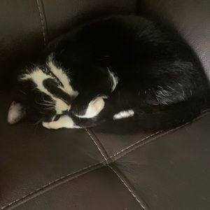 Meet your Posher, Nora